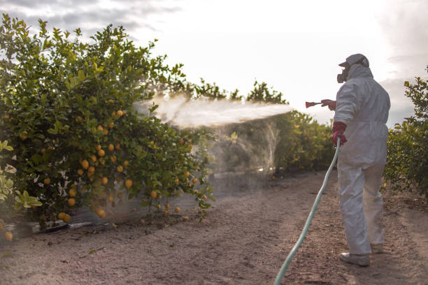 Best Termite Control Services  in Shepherdstown, WV