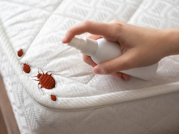 Best Local Pest Control Services  in Shepherdstown, WV